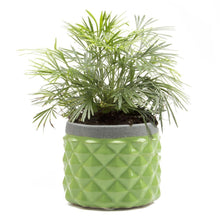 Load image into Gallery viewer, Pina Pot, 3in, Asst. - Floral Acres Greenhouse & Garden Centre