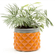Load image into Gallery viewer, Pina Pot, 3in, Asst. - Floral Acres Greenhouse & Garden Centre