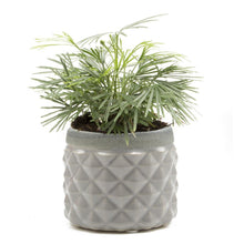 Load image into Gallery viewer, Pina Pot, 3in, Asst. - Floral Acres Greenhouse & Garden Centre