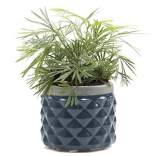 Load image into Gallery viewer, Pina Pot, 3in, Asst. - Floral Acres Greenhouse & Garden Centre
