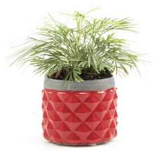 Load image into Gallery viewer, Pina Pot, 3in, Asst. - Floral Acres Greenhouse & Garden Centre