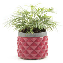 Load image into Gallery viewer, Pina Pot, 3in, Asst. - Floral Acres Greenhouse & Garden Centre
