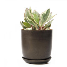 Load image into Gallery viewer, Pot & Saucer, 'Big Joe', 5in - Floral Acres Greenhouse & Garden Centre