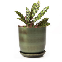 Load image into Gallery viewer, Pot & Saucer, 'Big Joe', 5in - Floral Acres Greenhouse & Garden Centre