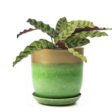 Load image into Gallery viewer, Pot & Saucer, 'Big Joe', 5in - Floral Acres Greenhouse & Garden Centre
