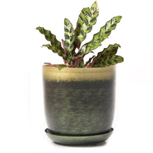 Load image into Gallery viewer, Pot & Saucer, 'Big Joe', 5in - Floral Acres Greenhouse & Garden Centre
