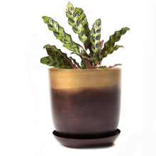 Load image into Gallery viewer, Pot & Saucer, 'Big Joe', 5in - Floral Acres Greenhouse & Garden Centre