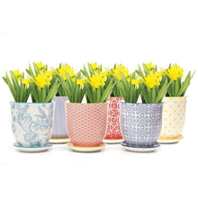 Load image into Gallery viewer, Pot & Saucer, 'Big Liberte' 2 Series - Floral Acres Greenhouse & Garden Centre