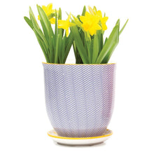 Load image into Gallery viewer, Pot & Saucer, 'Big Liberte' 2 Series - Floral Acres Greenhouse & Garden Centre