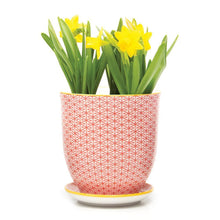 Load image into Gallery viewer, Pot & Saucer, 'Big Liberte' 2 Series - Floral Acres Greenhouse & Garden Centre