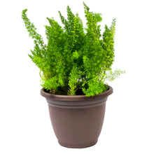 Load image into Gallery viewer, Fern, 11.5", Foxtail - Floral Acres Greenhouse & Garden Centre