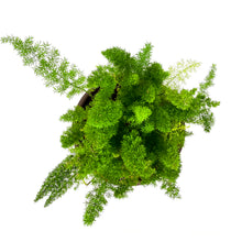 Load image into Gallery viewer, Fern, 11.5", Foxtail - Floral Acres Greenhouse & Garden Centre