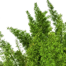 Load image into Gallery viewer, Fern, 11.5", Foxtail - Floral Acres Greenhouse & Garden Centre