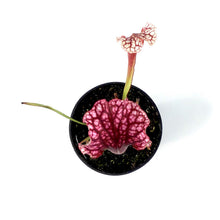 Load image into Gallery viewer, Sarracenia, 3.5in, Judith Hindle