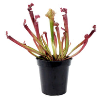 Load image into Gallery viewer, Sarracenia, 3.5in, Judith Hindle