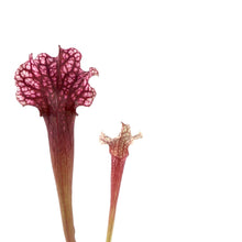 Load image into Gallery viewer, Sarracenia, 3.5in, Judith Hindle