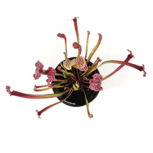 Load image into Gallery viewer, Sarracenia, 3.5in, Judith Hindle
