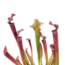 Load image into Gallery viewer, Sarracenia, 3.5in, Judith Hindle