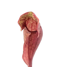 Load image into Gallery viewer, Sarracenia, 3.5in, Purpurea Venosa Red