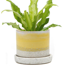 Load image into Gallery viewer, Pot & Saucer, 'Big Minute' 1 Series - Floral Acres Greenhouse & Garden Centre