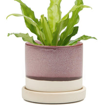 Load image into Gallery viewer, Pot & Saucer, 'Big Minute' 1 Series - Floral Acres Greenhouse & Garden Centre