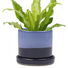 Load image into Gallery viewer, Pot & Saucer, 'Big Minute' 1 Series - Floral Acres Greenhouse & Garden Centre