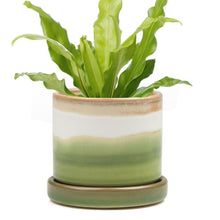 Load image into Gallery viewer, Pot & Saucer, 'Big Minute' 1 Series - Floral Acres Greenhouse & Garden Centre