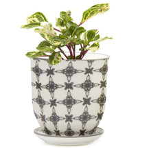 Load image into Gallery viewer, Pot & Saucer, 'Big Liberte' 3 Series - Floral Acres Greenhouse & Garden Centre