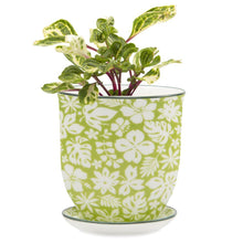 Load image into Gallery viewer, Pot & Saucer, 'Big Liberte' 3 Series - Floral Acres Greenhouse & Garden Centre