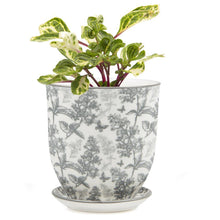 Load image into Gallery viewer, Pot & Saucer, 'Big Liberte' 3 Series - Floral Acres Greenhouse & Garden Centre