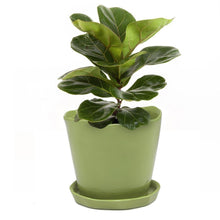 Load image into Gallery viewer, Pot & Saucer, 'Mofo Tika' 2, Large - Floral Acres Greenhouse & Garden Centre