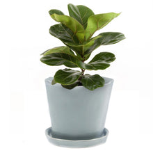 Load image into Gallery viewer, Pot & Saucer, 'Mofo Tika' 2, Large - Floral Acres Greenhouse & Garden Centre