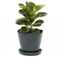 Load image into Gallery viewer, Pot & Saucer, 'Mofo Tika' 2, Large - Floral Acres Greenhouse & Garden Centre