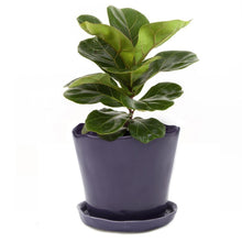 Load image into Gallery viewer, Pot & Saucer, 'Mofo Tika' 2, Large - Floral Acres Greenhouse & Garden Centre