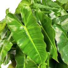 Load image into Gallery viewer, Philodendron, 12in, Burle Marx - Floral Acres Greenhouse & Garden Centre