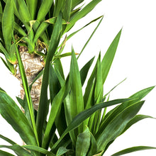 Load image into Gallery viewer, Yucca, 12in, Cane 3/2/1 - Floral Acres Greenhouse & Garden Centre