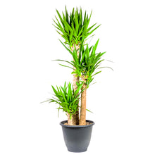 Load image into Gallery viewer, Yucca, 12in, Cane 3/2/1