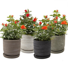 Load image into Gallery viewer, Pot & Saucer, 'Big Paul' - Floral Acres Greenhouse & Garden Centre