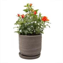 Load image into Gallery viewer, Pot & Saucer, 'Big Paul' - Floral Acres Greenhouse & Garden Centre