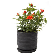 Load image into Gallery viewer, Pot & Saucer, 'Big Paul' - Floral Acres Greenhouse & Garden Centre