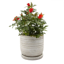 Load image into Gallery viewer, Pot & Saucer, 'Big Paul' - Floral Acres Greenhouse & Garden Centre