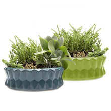 Load image into Gallery viewer, Planter, Big Fang Dish - Floral Acres Greenhouse & Garden Centre