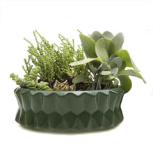 Load image into Gallery viewer, Planter, Big Fang Dish - Floral Acres Greenhouse & Garden Centre