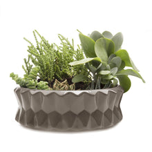 Load image into Gallery viewer, Planter, Big Fang Dish - Floral Acres Greenhouse & Garden Centre