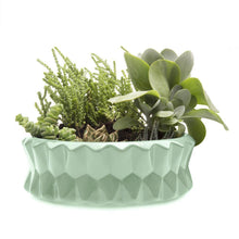 Load image into Gallery viewer, Planter, Big Fang Dish - Floral Acres Greenhouse & Garden Centre