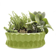 Load image into Gallery viewer, Planter, Big Fang Dish