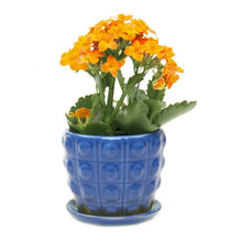 Load image into Gallery viewer, Pot & Saucer, Convex - Floral Acres Greenhouse & Garden Centre