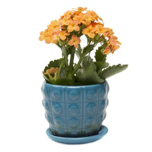 Load image into Gallery viewer, Pot & Saucer, Convex - Floral Acres Greenhouse & Garden Centre