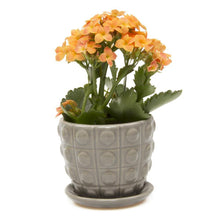 Load image into Gallery viewer, Pot & Saucer, Convex - Floral Acres Greenhouse & Garden Centre