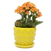 Load image into Gallery viewer, Pot & Saucer, 3in, Convex